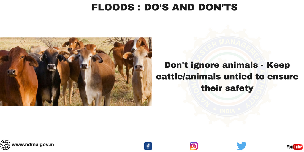 Don’t ignore animals - keep cattle/animals untied to ensure their safety
